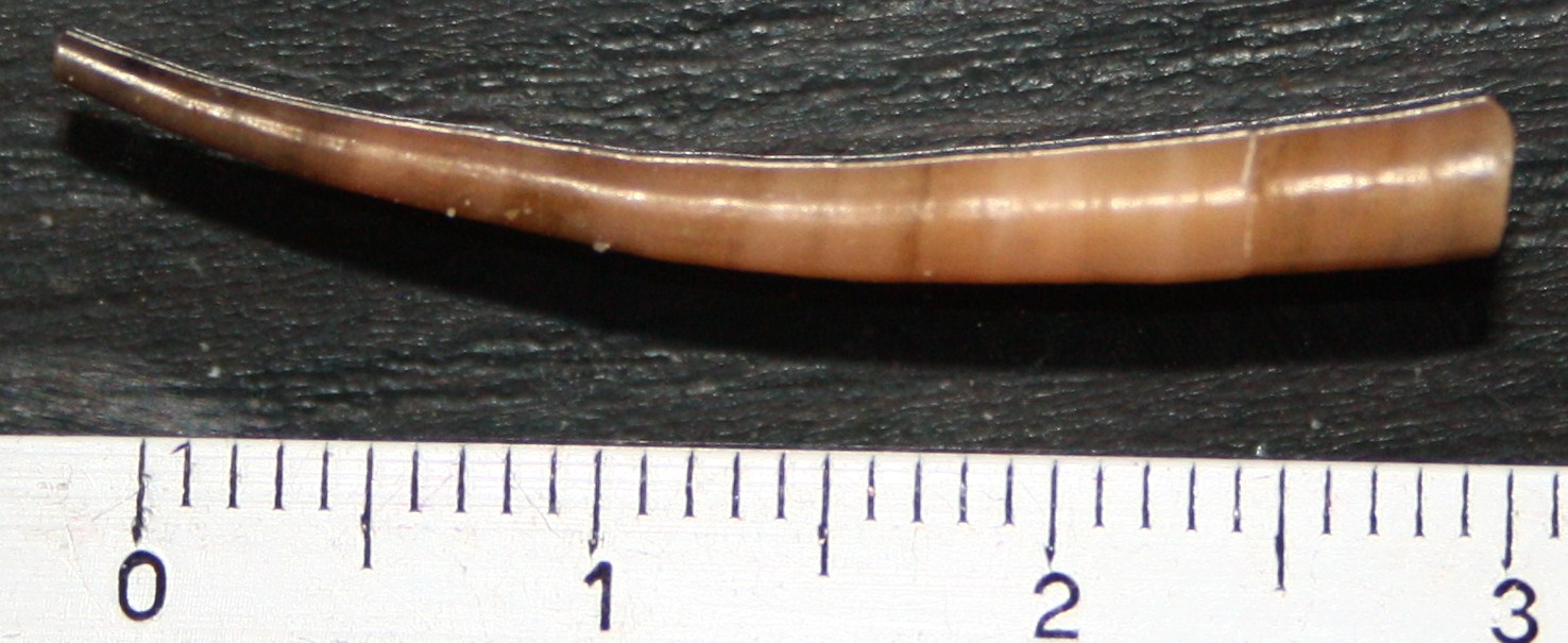 dentalium da identificare